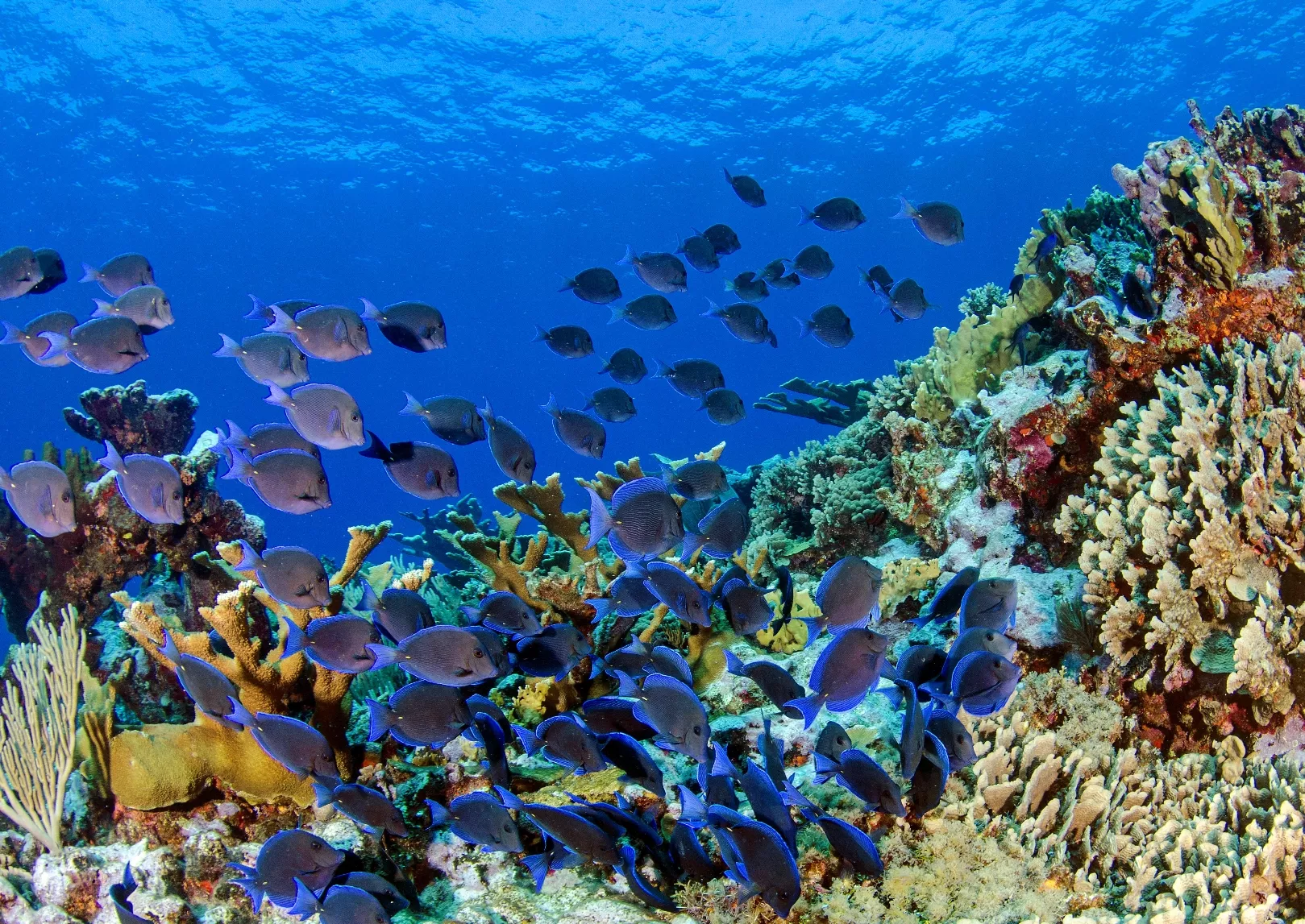 La diversidad de peces beneficia los arrecifes