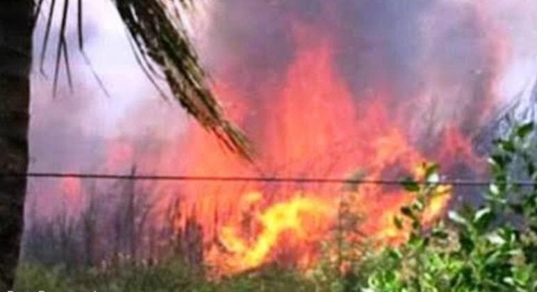 Desconocidos le prenden fuego a zona vegetal en área protegida de Cabarete