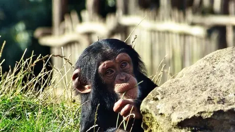 VIDEOS: Captan por primera vez a chimpancés comiendo tortugas tras golpearlas contra árboles para destruir sus caparazones