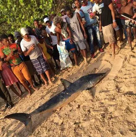 Muere tiburón que fue encontrado en playa de Sosúa