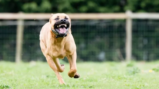 Conozca cuáles son los perros más peligrosos para los niños