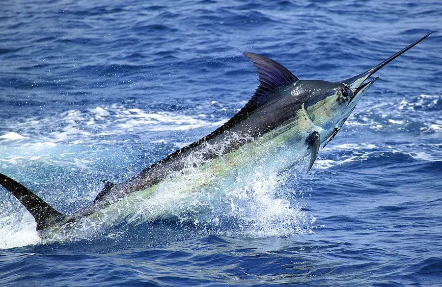 Club Náutico de Santo Domingo inicia hoy el torneo de pesca de marlin blanco