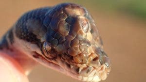 Hallan una serpiente con tres ojos en Australia