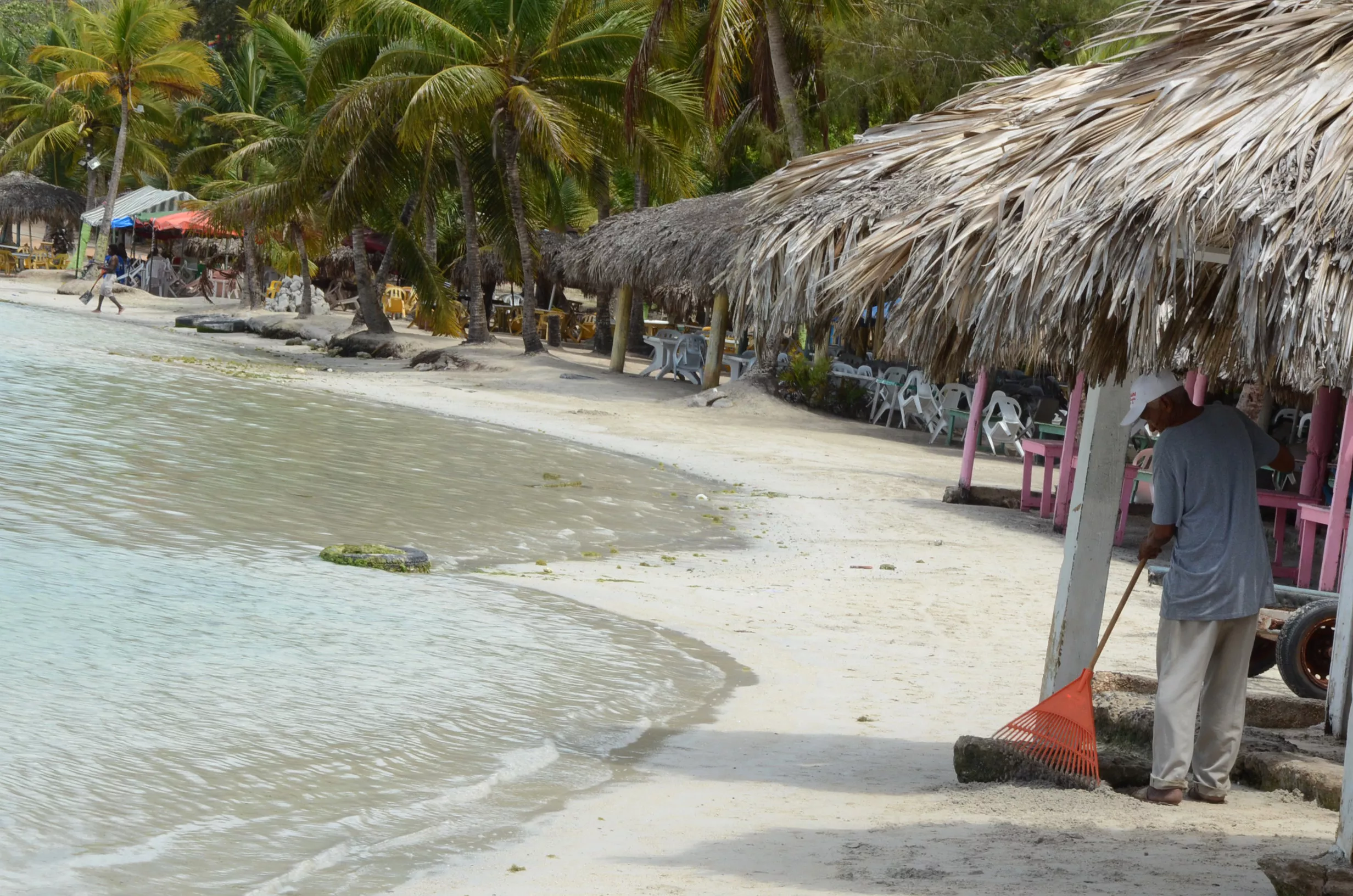 3. Propietarios y empleados de los restaurantes de los alrededores también realizan labores de limpieza de sargazos de la playa de Boca Chica. oto José de León