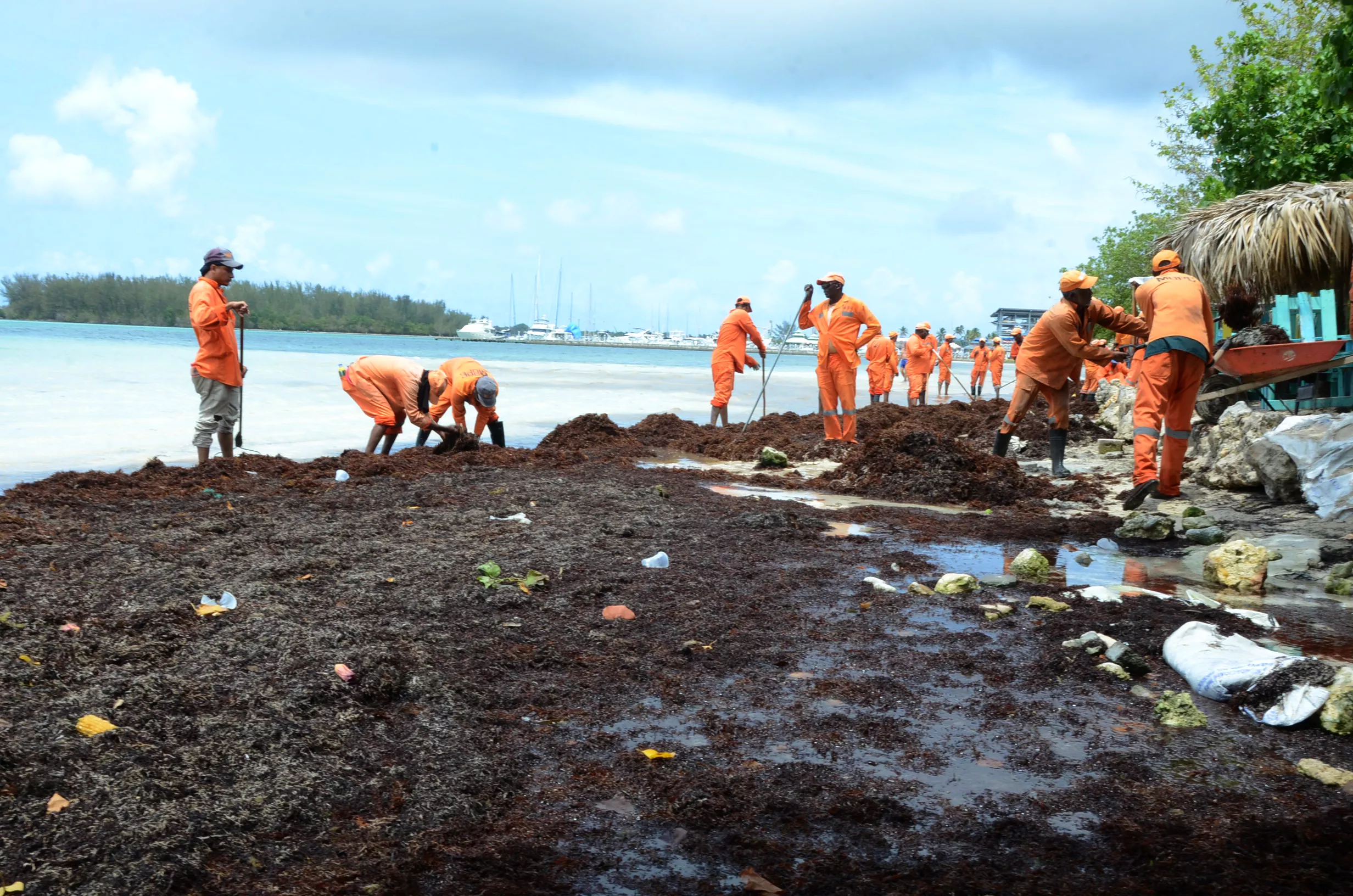 6. La presencia de esa alga está disminuyendo entre 50 y 60% las visitas a esa playa. foto José de León