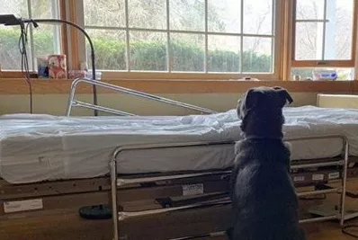 Perro espera junto a cama de su dueño muerto