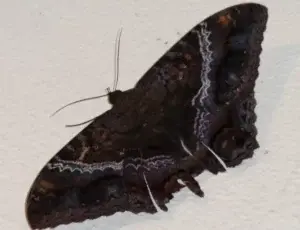 La mariposa bruja o nocturna es polinizadora de lechosas y jagua