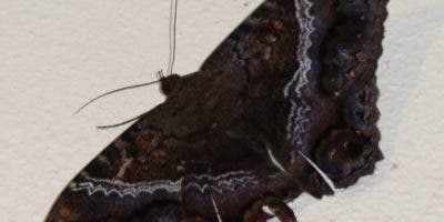 La mariposa bruja o nocturna es polinizadora de lechosas y jagua