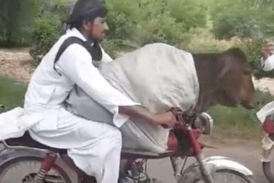 Hombre paseó una vaca en su moto en Pakistán