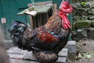 Un gallo va a juicio por cantar muy temprano