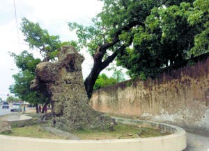 Al lado de la reliquia petrificada, crece una  Ceiba, brote de una rama del árbol de la leyenda.