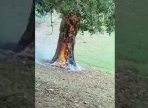 Alarma en Villa Isabela luego que una «bola de fuego» cayó del cielo e incendió árbol