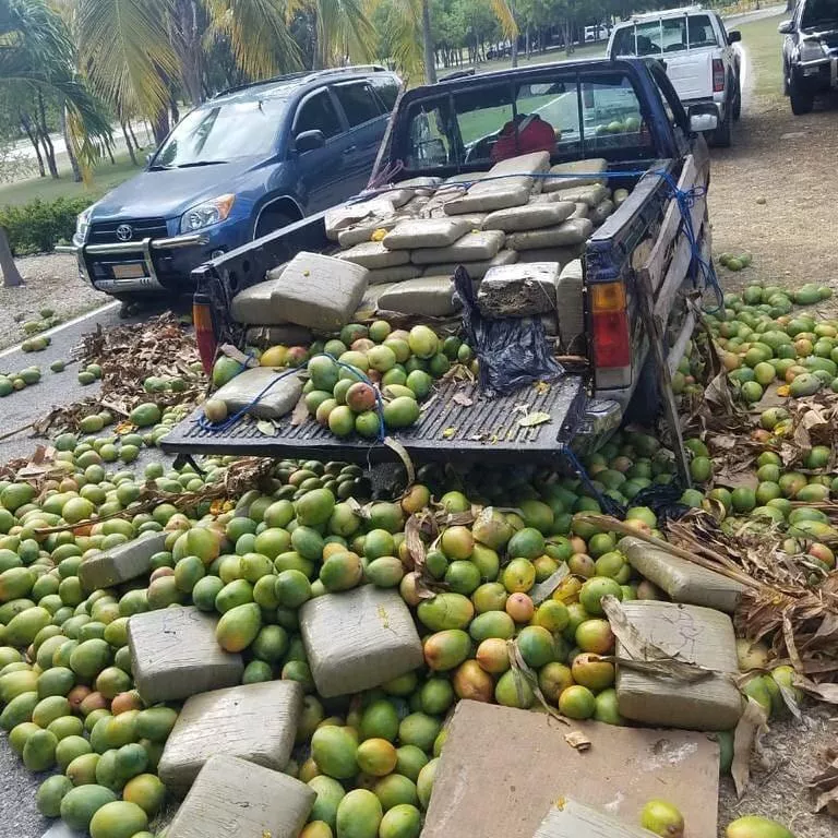 Ejército se incauta 701 libras de marihuana escondidas entre mangos en Barahona