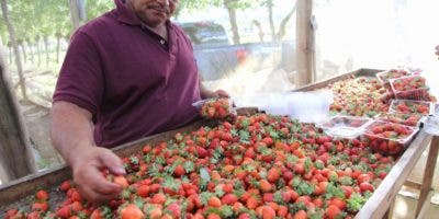 Productores de fresa aumentarán ingresos