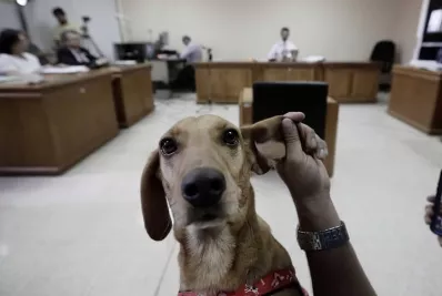 Campeón, el primer perro que asiste a juicio