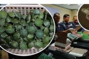 Tenían 5,225 tortugas vivas en un equipaje