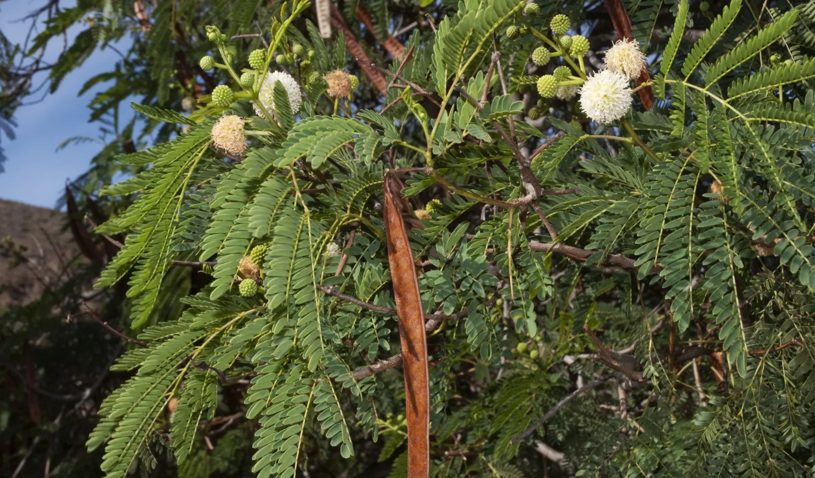 La leucaena, especie que beneficia la ganadería