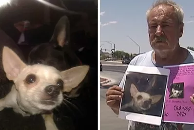 Ofrece su hogar al que encuentre a su perro