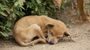 FOTOS: La perrita embarazada que recibió 17 tiros y quedó ciega antes de ser abandonada se dedica ahora a la canoterapia