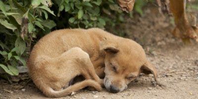 FOTOS: La perrita embarazada que recibió 17 tiros y quedó ciega antes de ser abandonada se dedica ahora a la canoterapia