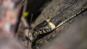 Un hombre destroza a mordiscos a una serpiente que lo atacó en su domicilio