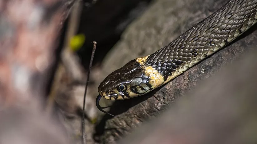 Un hombre destroza a mordiscos a una serpiente que lo atacó en su domicilio