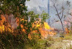 Sofocan incendio que se produjo en zona boscosa de Bávaro por la sequía
