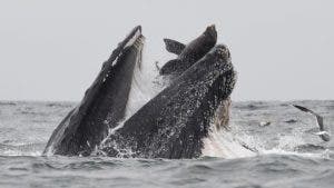 La impactante imagen de una ballena «tragándose» un león marino