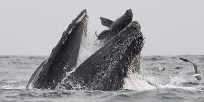 La impactante imagen de una ballena «tragándose» un león marino