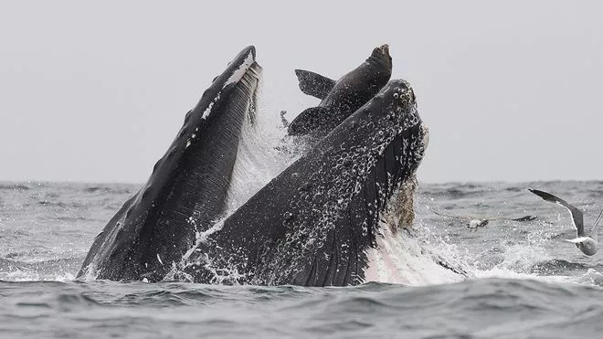 La impactante imagen de una ballena 