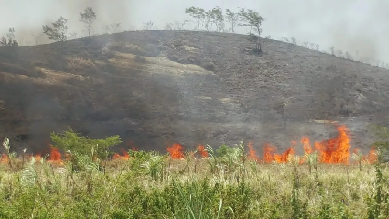 Incendio forestal consume varios cañaverales en Montellano, unidades de emergencia tratan de sofocar siniestro