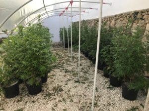 Autoridades desmantelan invernadero de marihuana en Verón y decomisan 286 plantas