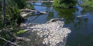 Mueren centenares de peces en una laguna de Maimón