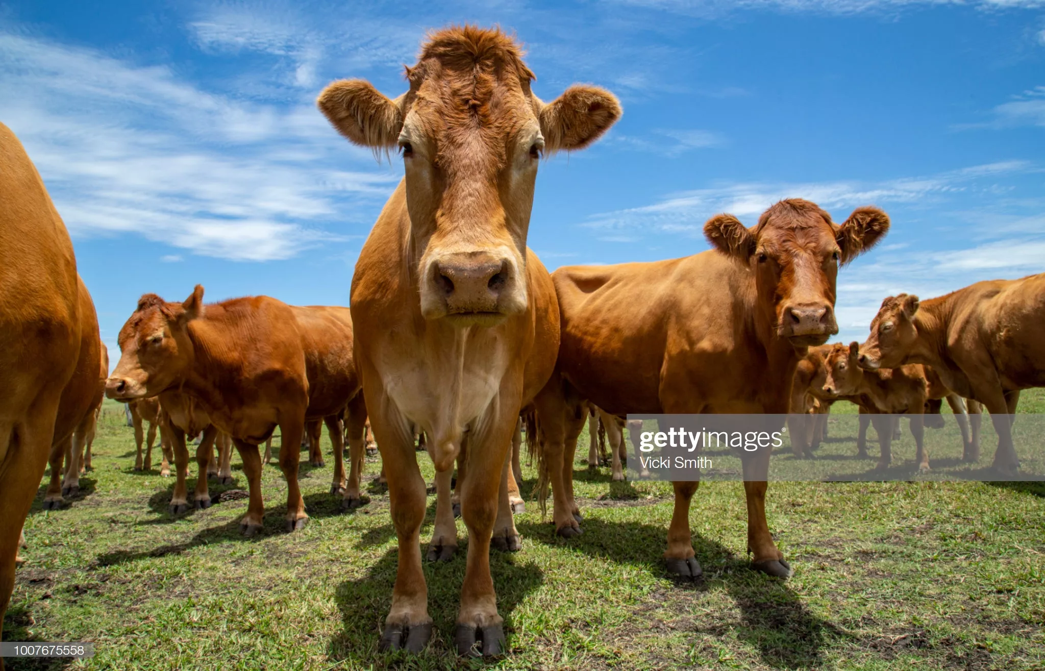 VIDEO: Músico encandila a todo un rebaño de vacas tocando el saxofón