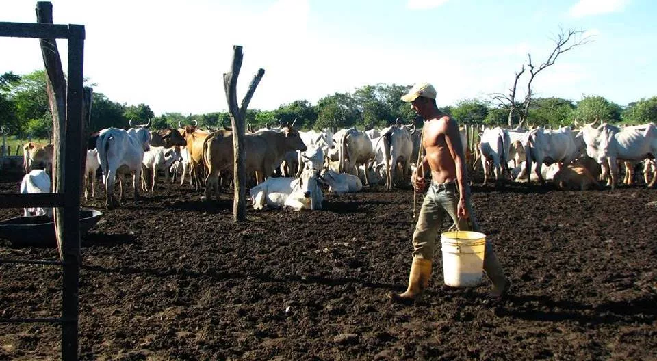 Sequía sigue afectando la ganadería y agricultura en Luperón