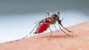 EE.UU. emite alerta por cinco casos de transmisión local de malaria en Florida y Texas