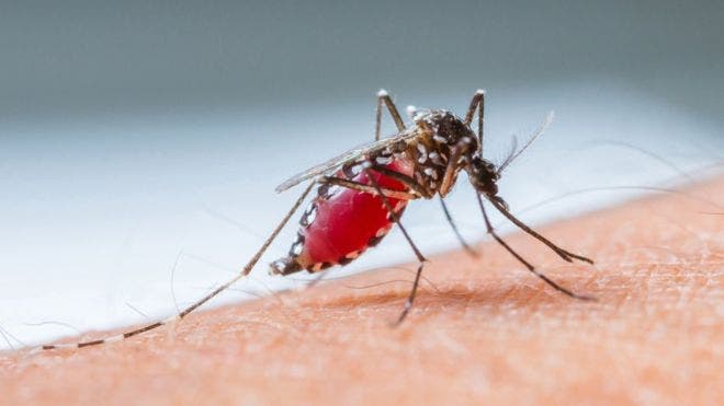 El mosquito: depredador que mató a la mitad de la humanidad y determinó el destino de naciones e imperios
