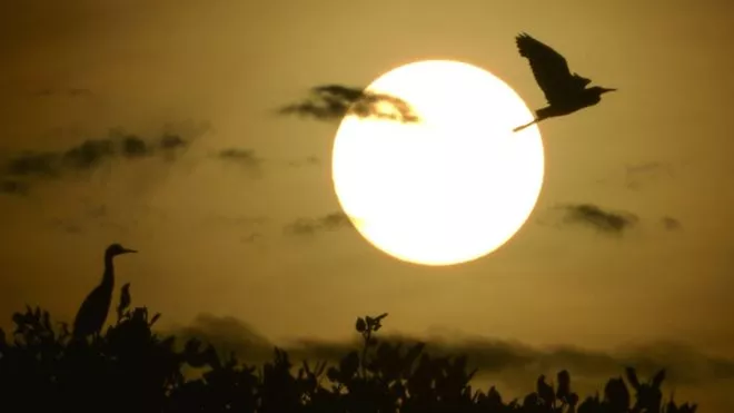 Los eclipses y las extrañas reacciones que provocan en los animales