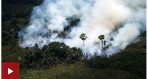 VIDEO: ¿Qué perdemos si perdemos el Amazonas?