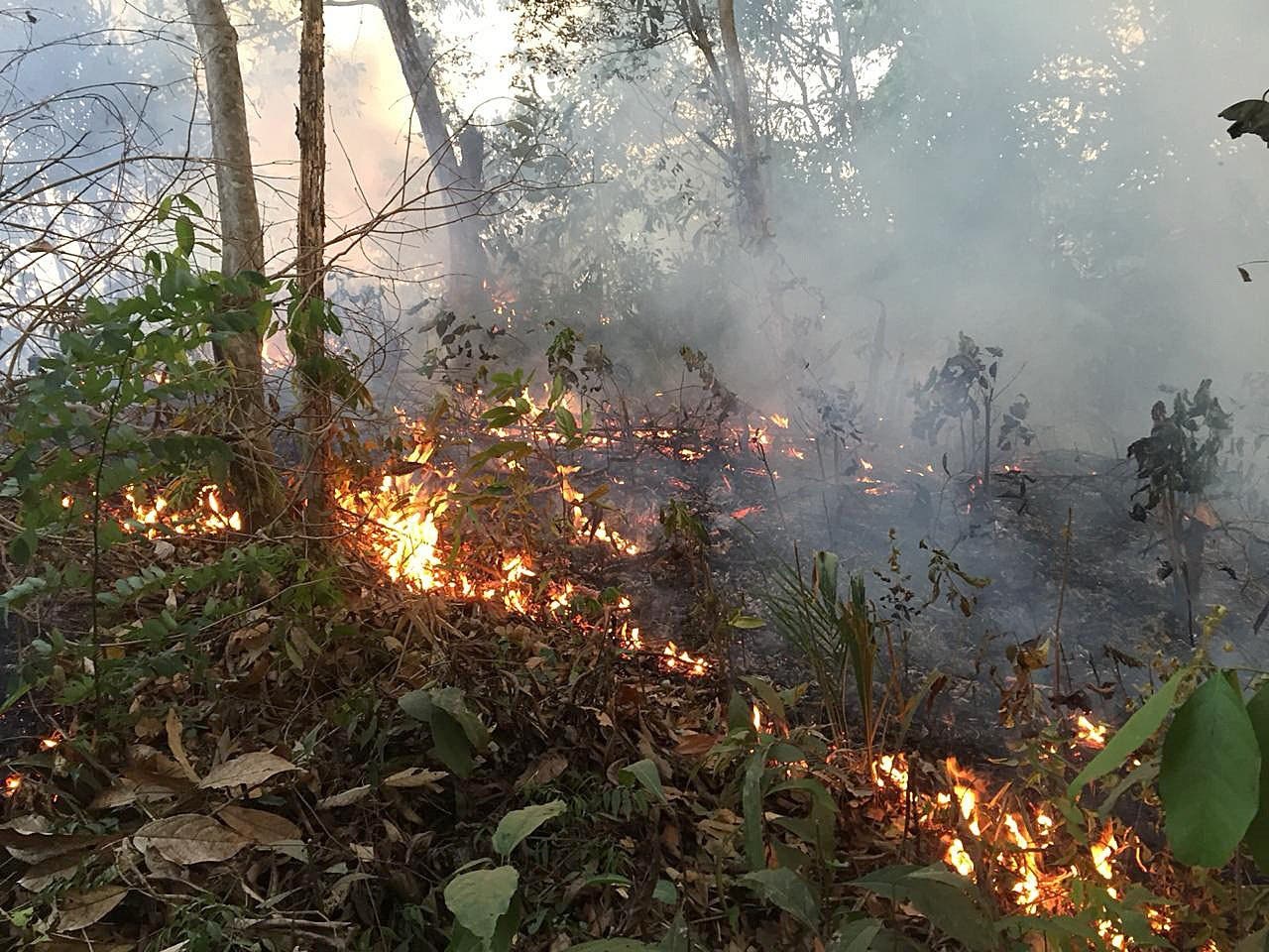 FotografÃ­a del 18 de agosto de 2019, cedida por el cuerpo de Bomberos de la ciudad de Porto Velho, que muestra una de las conflagraciones de los grandes incendios que azotan la amazonÃ­a brasileÃ±a, en Porto Velho, capital del estado amazÃ³nico de Rondonia (Brasil). Las llamas continÃºan devorando la selva amazÃ³nica en medio de una creciente indignaciÃ³n popular, una tragedia que las organizaciones ecologistas achacan a la "retÃ³rica antiambiental" del presidente de Brasil, Jair Bolsonaro. La regiÃ³n amazÃ³nica ha registrado mÃ¡s de la mitad de los 71.497 focos de incendio detectados en Brasil entre enero y agosto de este aÃ±o, una cifra un 83 % superior al del mismo perÃ­odo de 2018, segÃºn los datos divulgados por el estatal Instituto Nacional de Pesquisas Espaciales (INPE). Los incendios en la selva brasileÃ±a han centrado en los Ãºltimos dÃ­as la atenciÃ³n del mundo en Brasil, un paÃ­s cuyo presidente ha cargado en reiteradas ocasiones contra lo que califica de "activismo ambiental chiÃ­ta" y ha cuestionado pÃºblicamente los datos oficiales sobre deforestaciÃ³n. EFE/ Bomberos De Porto Velho SOLO USO EDITORIAL/NO VENTAS/NO ARCHIVO