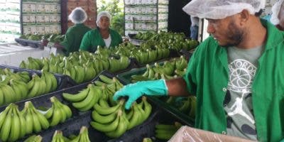 La sequía pone a bananeros a perder US$500 mil semanal