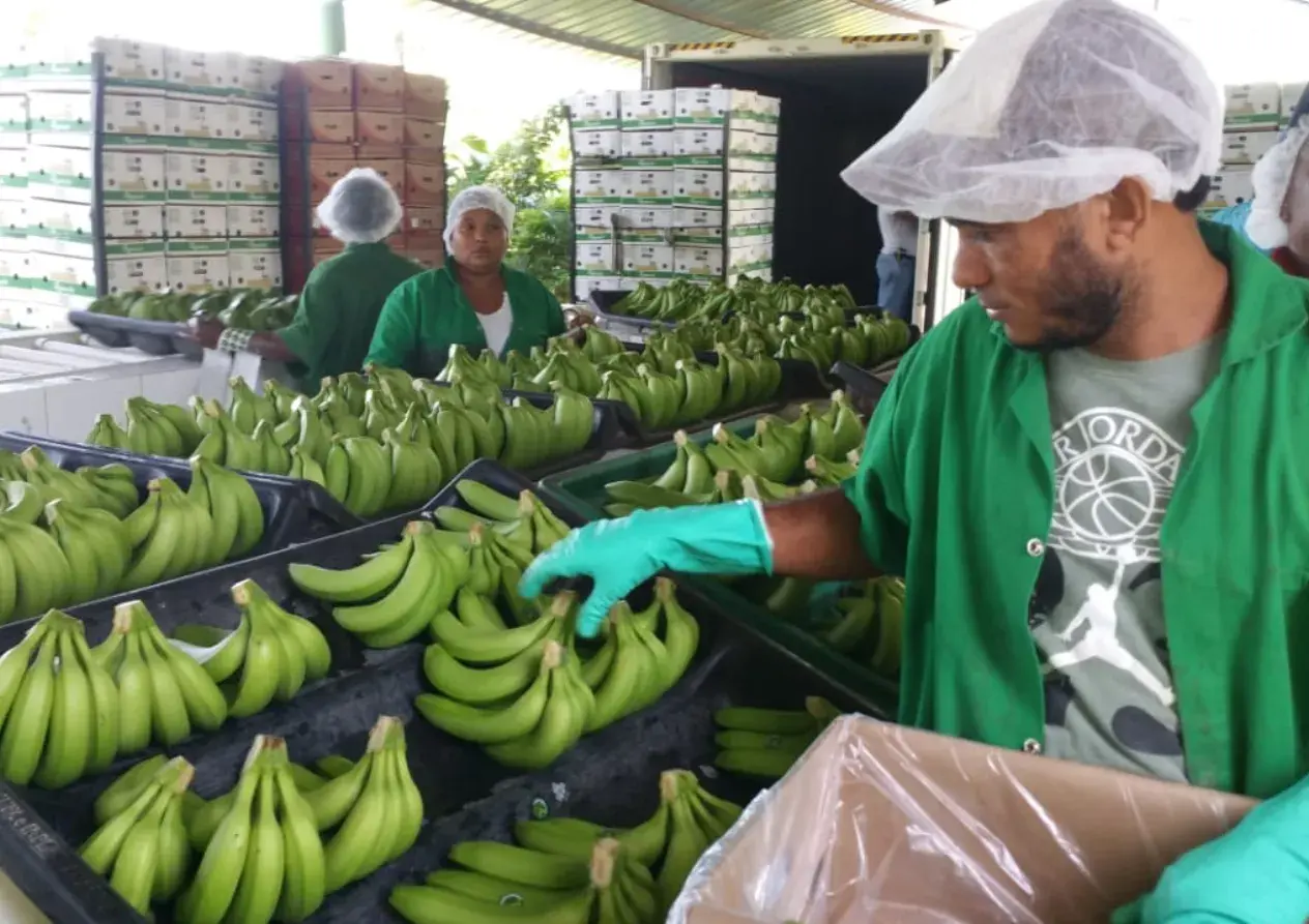 La sequía pone a bananeros a perder US$500 mil semanal