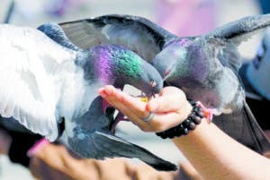 En Bruselas darán anticonceptivos a las palomas