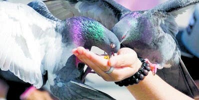 En Bruselas darán anticonceptivos a las palomas