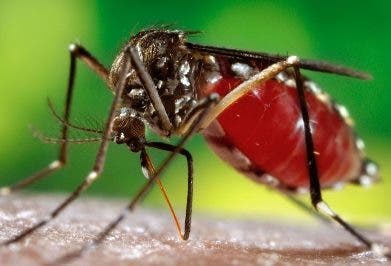 Dengue continuará mientras dure el calor
