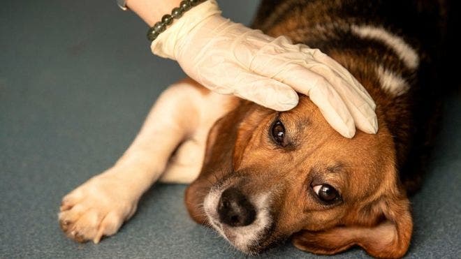 La misteriosa enfermedad que está matando perros en Noruega