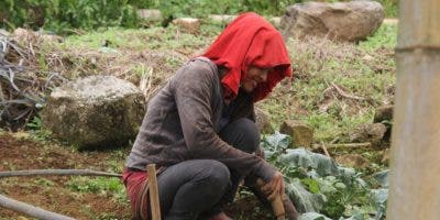 Banco Adopem fomenta desarrollo de la mujer rural con agricultura familiar y empoderamiento