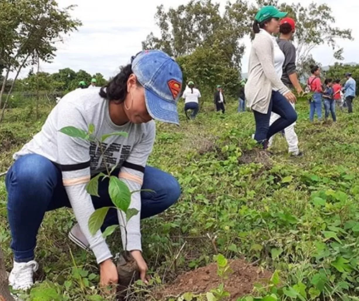 Para plantar árboles, los ciudadanos deben respetar las normas