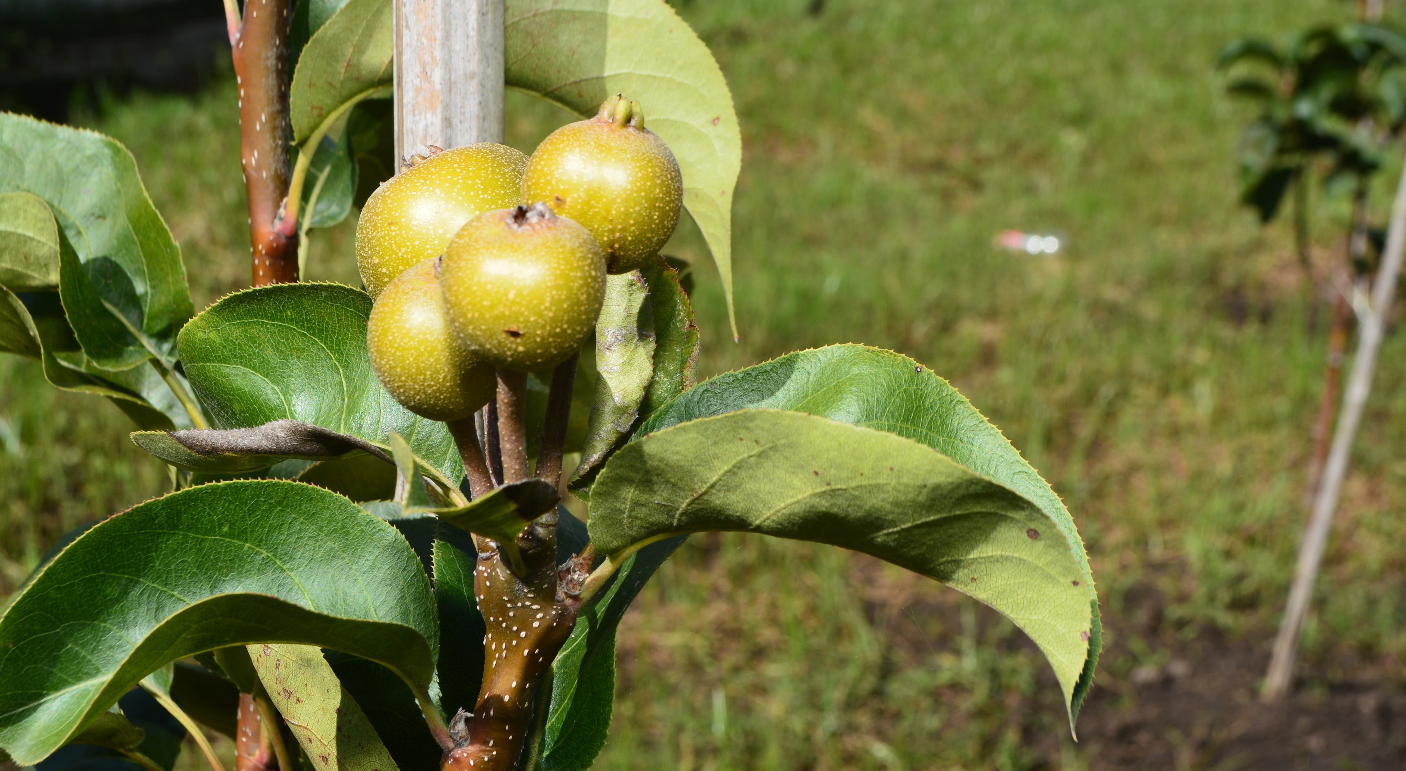 Cosechan primera producción de peras japonesas en el país