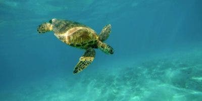 Países de América llaman a la acción y colaboración para proteger a las tortugas marinas